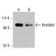 RHAMM Antibody (C-9) - Western Blotting - Image 415893