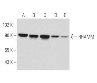 RHAMM Antibody (H-8) - Western Blotting - Image 344578 