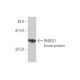 RHBDL1 Antibody (5B11) - Western Blotting - Image 348984