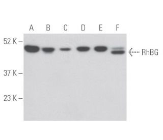 RhBG Antibody (B-9) - Western Blotting - Image 398110 