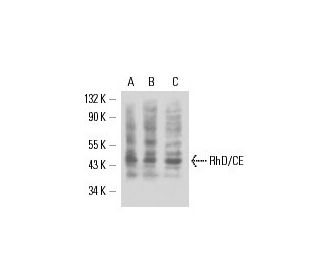 RhD/CE Antibody (BRIC69) - Western Blotting - Image 17060