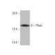 Rheb Antibody (80-R) - Western Blotting - Image 53893 