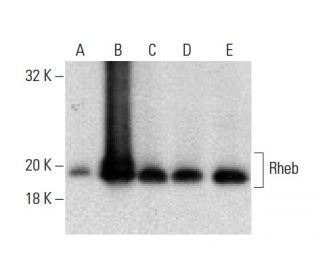 Rheb Antibody (80-R) - Western Blotting - Image 137841 