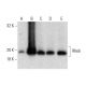Rheb Antibody (80-R) - Western Blotting - Image 137841 