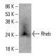 Rheb Antibody (80-R) - Western Blotting - Image 412793
