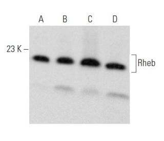 Rheb Antibody (B-12) - Western Blotting - Image 354931 