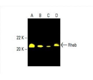 Rheb Antibody (B-12) - Western Blotting - Image 392756