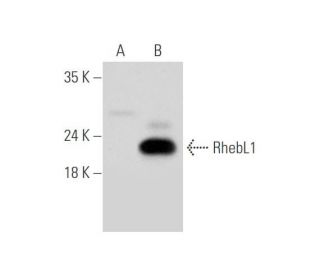 RhebL1 Antibody (A-2) - Western Blotting - Image 333798
