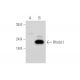 RhebL1 Antibody (A-2) - Western Blotting - Image 333798