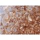 RhebL1 Antibody (F-5) - Immunohistochemistry - Image 383404