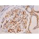 RhebL1 Antibody (F-5) - Immunohistochemistry - Image 383405 