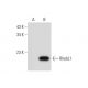 RhebL1 Antibody (F-5) - Western Blotting - Image 314482 