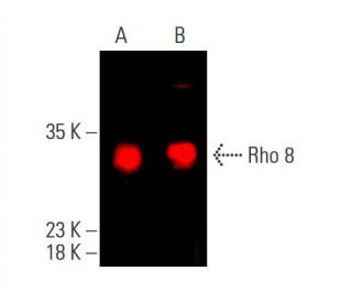 Rho 8 Antibody (clone 4) - Western Blotting - Image 385819 