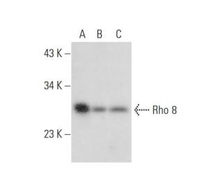 Rho 8 Antibody (clone 4) - Western Blotting - Image 311926SAM Transcription Activation: SAM system utilizing dCas9-VP64, MS2-P65-HSF1, and sgRNA for precise gene transcription activation.
