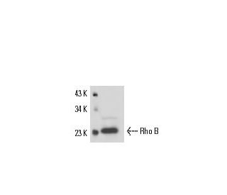 RhoB Antibody (C-5) - Western Blotting - Image 17313 