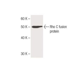 RhoC Antibody (37) - Western Blotting - Image 136771