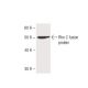 RhoC Antibody (37) - Western Blotting - Image 136771