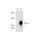 RhoC Antibody (C-10) - Western Blotting - Image 292060