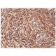 Rho D Antibody (H-1) - Immunohistochemistry - Image 158013 