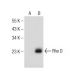 Rho D Antibody (H-1) - Western Blotting - Image 155282