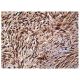 Rho D Antibody (H-6) - Immunohistochemistry - Image 160278 