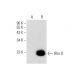 Rho D Antibody (H-6) - Western Blotting - Image 138534