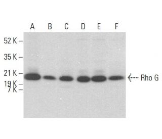 Rho G Antibody (1F3 B3 E5) - Western Blotting - Image 383791