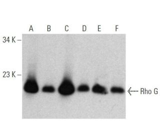 Rho G Antibody (1F3 B3 E5) - Western Blotting - Image 358707