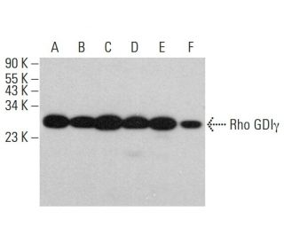 Rho GDI&gamma; Antibody (E-1) - Western Blotting - Image 384321 