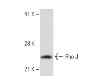 Rho J Antibody (FF-19) - Western Blotting - Image 31047 