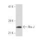 Rho J Antibody (FF-19) - Western Blotting - Image 31047 