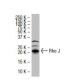 Rho J Antibody (FF-19) - Western Blotting - Image 33586