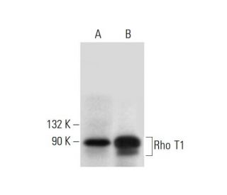 Rho T1 Antibody (A-8) - Western Blotting - Image 305690 
