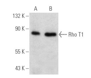 Rho T1 Antibody (A-8) - Western Blotting - Image 388955