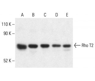 Rho T2 Antibody (E-9) - Western Blotting - Image 401893