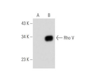 Rho V Antibody (F-2) - Western Blotting - Image 333821