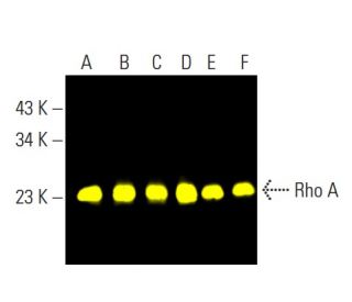 RhoA Antibody (26C4) - Western Blotting - Image 398209