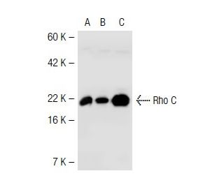 RhoA Antibody (26C4) - Western Blotting - Image 42110