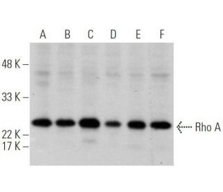 RhoA Antibody (26C4) - Western Blotting - Image 355255