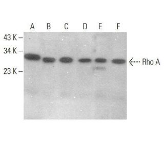 RhoA Antibody (F-1) - Western Blotting - Image 350730
