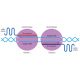 This image illustrates the Cas9n Nickase mechanism used for precise genome editing. Two plasmids (Plasmid 1 and Plasmid 2) are shown, each containing a targeted DNA sequence. The system utilizes single-guide RNAs (sgRNA) to direct Cas9n Nickase to specific genomic locations, represented by the blue and pink DNA strands. The sgRNA scaffold aids in guiding Cas9n to the 20 nucleotide (nt) target sequence on the DNA. Cas9n makes single-strand cuts at NCC and NGG sites, enabling precise gene modifications without creating double-strand breaks.