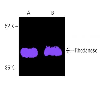 Rhodanese Antibody (G-7) - Western Blotting - Image 401764 