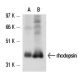 rhodopsin Antibody (C7) - Western Blotting - Image 17184 
