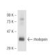 rhodopsin Antibody (C7) - Western Blotting - Image 47280