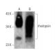 rhodopsin Antibody (C7) - Western Blotting - Image 356294 