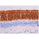 rhodopsin Antibody (RET-P1) - Immunohistochemistry - Image 358488 