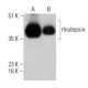 rhodopsin Antibody (RET-P1) - Western Blotting - Image 364798 