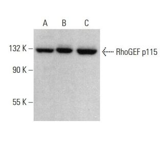 RhoGEF p115 Antibody (D-11) - Western Blotting - Image 376910 