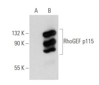 RhoGEF p115 Antibody (E-4) - Western Blotting - Image 72468 