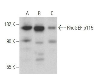 RhoGEF p115 Antibody (G-12) - Western Blotting - Image 359186 